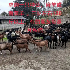 求购一只种公  麻羊