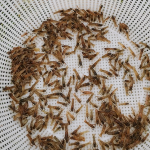 求购小龙虾苗