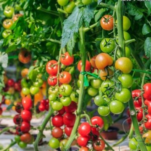农业观光示范园玻璃温室建设，商业种植园区，院校组培室一站式服务