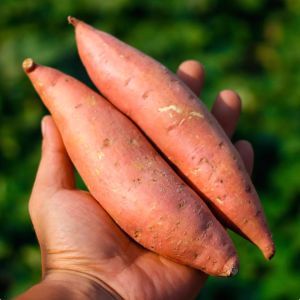 正宗山东糖心蜜薯烟薯25号新鲜农家自种烤地瓜专用红薯小番薯