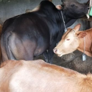 求购山西育肥黄牛、肉羊、平遥牛肉原料（畜禽 / 屠宰级）