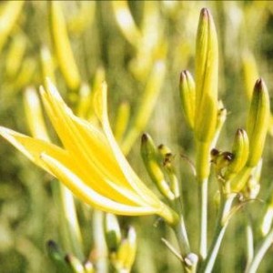 求购大同黄花、吕梁干红枣、运城柿饼（干货 / 特产级）