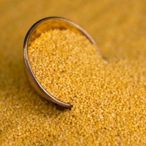 求购山西沁州黄小米、晋谷 21 号黄小米（食用 / 加工两用）